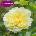 David Austin® Роза Country Parson® - David Austin®