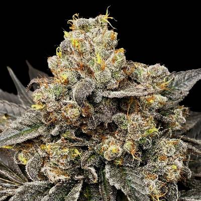 00 Seeds Bank Biscotti Zkittlez semena neobsahují THC 5 ks