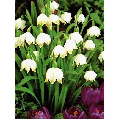 Leucojum vernum (5 ks) Bledule jarní