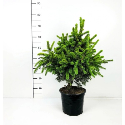 Picea abies 'Merkii' Prodejní velikost: 020/030, Velikost hrnku: 3 l
