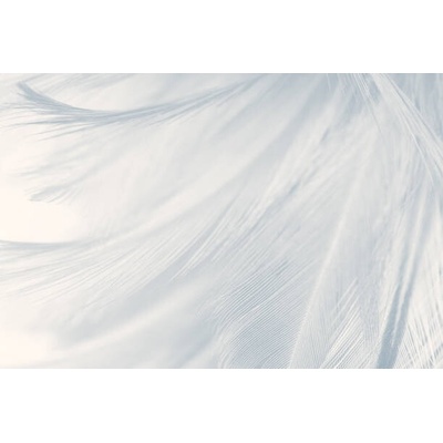 Plakát, Obraz - Beautiful white gray colors tone feather, nadtytok, 40 × 26.7 cm