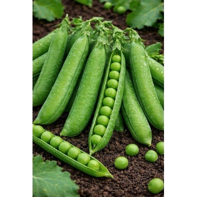 SEMO Hrách zahradní 'Zázrak z Kelvedonu' 50 g