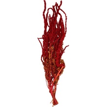 Amaranthus Burgundy - tm. červená