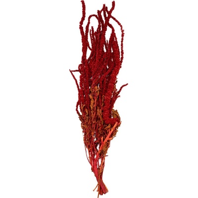 Amaranthus Burgundy - tm. červená