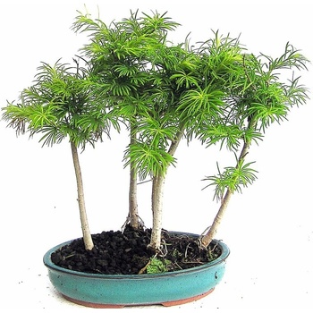 bonsai - pamodřín (Pseudolarix sp.) 175-M
