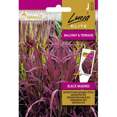 Seklos Декоративен Ориз Черен мед Oryza sativa