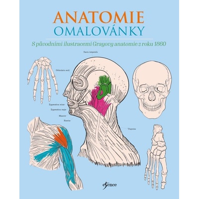 Anatomie omalovánky Gray Henry Carter Henry