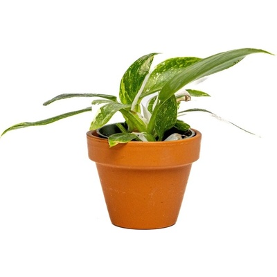 Gardners Philodendron White Wizard, průměr 6 cm Filodendron