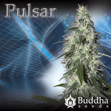 Buddha Seeds Pulsar semena neobsahují THC 10 ks