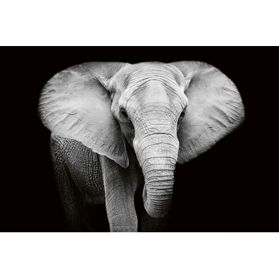 DIMEX ART Флизелинов фототапет черно-бял слон 375 x 250 см