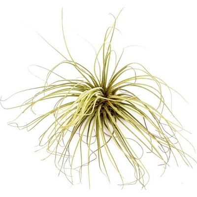 Gardners Tillandsia magnusiana Tillandsie, kykatka