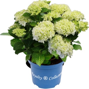 Royalty Collection® Ice Girl Royalty Collection® Хортензия macrophylla
