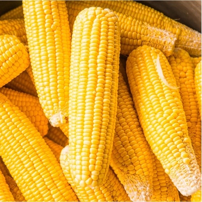 Kukuřice cukrová Elan F1 - Zea mays - semena - 50 ks