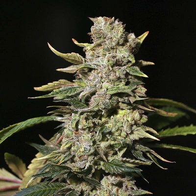EVA Seeds Tnt Kush semienka neobsahujú THC 3 ks