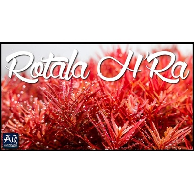 Rotala rotundifolia H’ra