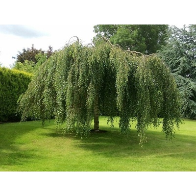 Breza previsnutá YOUNGII Pendula na kmienku 220-250cm, obvod kmeňa 10-12cm, kont. 30 l