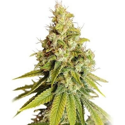 Super Sativa Seed Club Lemon OG semena neobsahují THC 8 ks