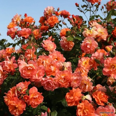 Kordes® Катерлива Роза Westerland®