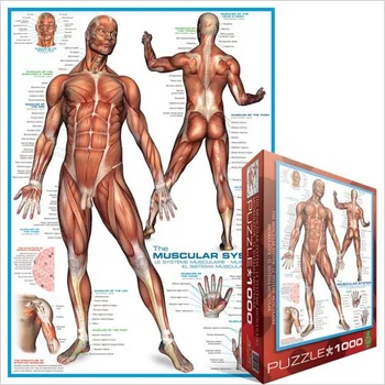 Image 1 of EUROGRAPHICS - Puzzle Muscles - 1 000 piese