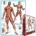EUROGRAPHICS - Puzzle Muscles - 1 000 piese