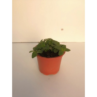 Oregano v květináči, průměr 9 cm, 1 ks