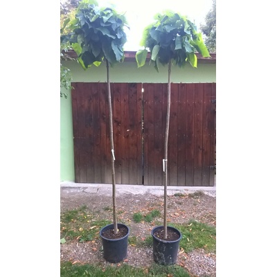 Katalpa bignóniovitá (Catalpa bignonioides ´Nana´) na kmieniku 200-210cm