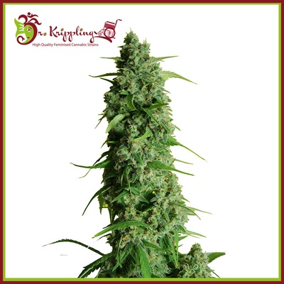 Dr. Krippling Seeds Guys Girl Scout Cookies Auto semienka neobsahujú THC 1 ks