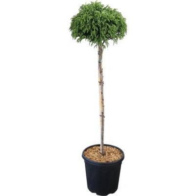 Kryptoméria japonská polokmeň 80 cm FloraSelf Cryptomeria japonica Globosa Nana kvetináč 15 l