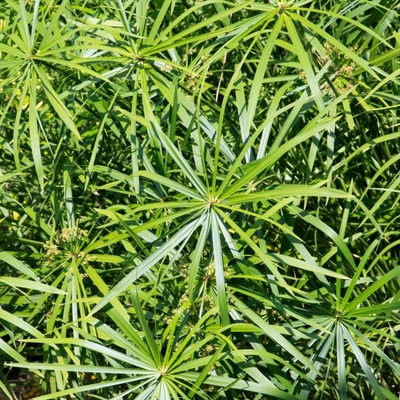 Šachor striedavolistý - Cyperus alternifolius - semená papyrusu - 15 ks