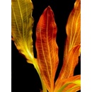 Akvarijní rostliny Echinodorus Indian red - Šípatkovec Indian Red