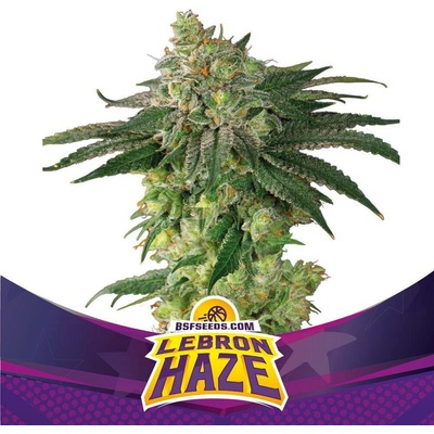 BSF Seeds Lebron Haze semena neobsahují THC 2 ks