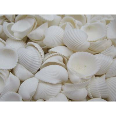Dijk Natural Collection Mušle Clam rose shell 100 g