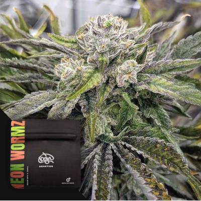 Doja Genetics Neon Wormz regular semienka neobsahujú THC 6 ks