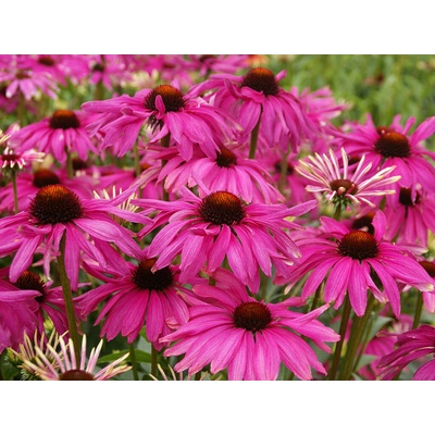 Echinacea purpurová Purple Emperor