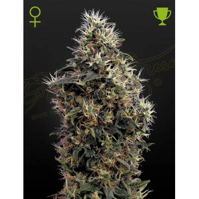 Green House Seeds Sweet Mango AUTO semena neobsahují THC 5 ks
