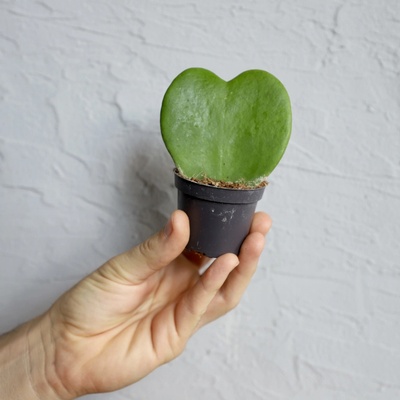 Hoya Kerrii baby