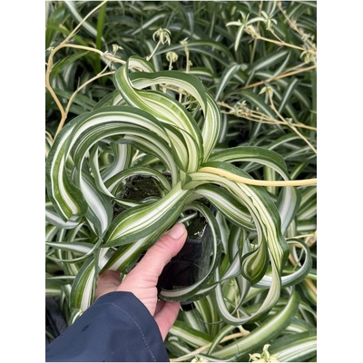 Chlorophytum comosum - zelenec chocholatý