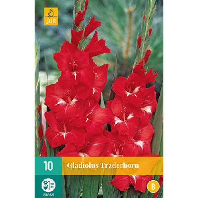 JUB HOLLAND Cibule mečíku Gladiolus large flowering TRADERHORN 10 kusů