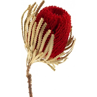 Sušené kvety - Banksia - červená