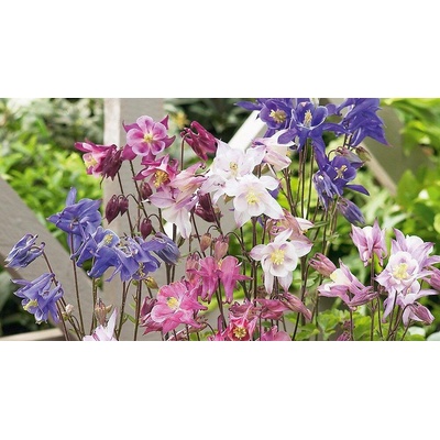 Aquilegia caer. 'Biedermeier' Velikost hrnku: 10,5cm orlíček velkokvětý
