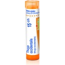 THUYA OCCIDENTALIS POR 15CH GRA 4G