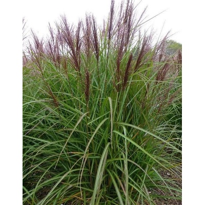 Miscanthus sinensis ROTER PFEIL - ozdobnice čínská