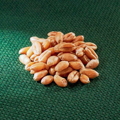 AROS pšenice obecná