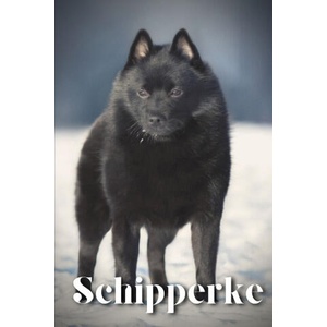 Schipperke | Nina Pustova (2023)