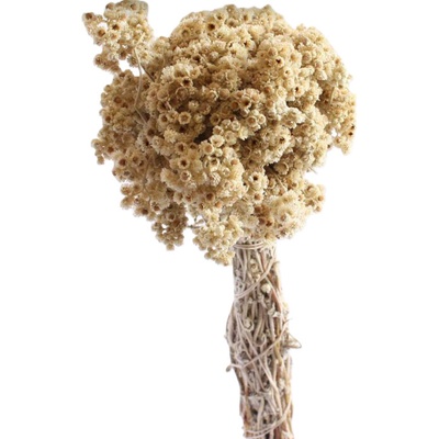 Helychrysum cripum natural 50 g