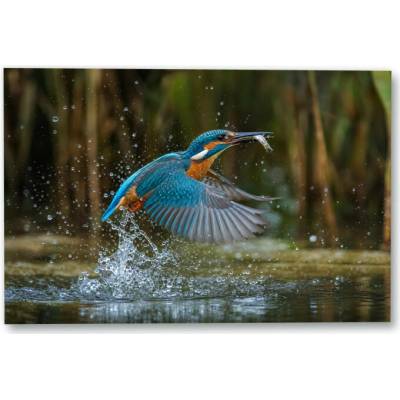 Plakát – Pták s rybou nad hladinou Bez rámu Ano Bez rámu 135 × 90 cm