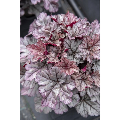 Heuchera hybrida WORLD CAFFÉ FRAPPE - dlužicha