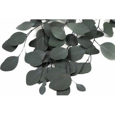 Stabilizovaný Eucalyptus Populus - zelený