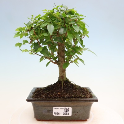e-bonsai Pokojová bonsai -Ligustrum chinensis - Ptačí zob