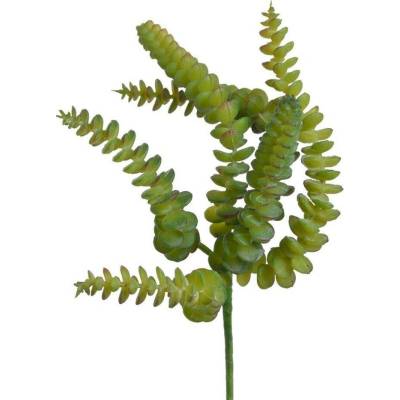 Sedum burrito sukulent 27 cm - zelená tmavší